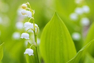 RTS《痛苦地狱：地狱之王》公布 携手魅魔统治地狱